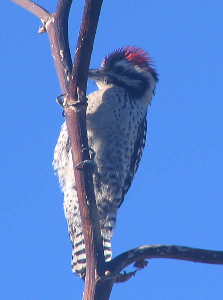  Ladder-backed woodpecker (male)